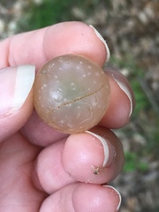 Amphibolips quercusracemaria