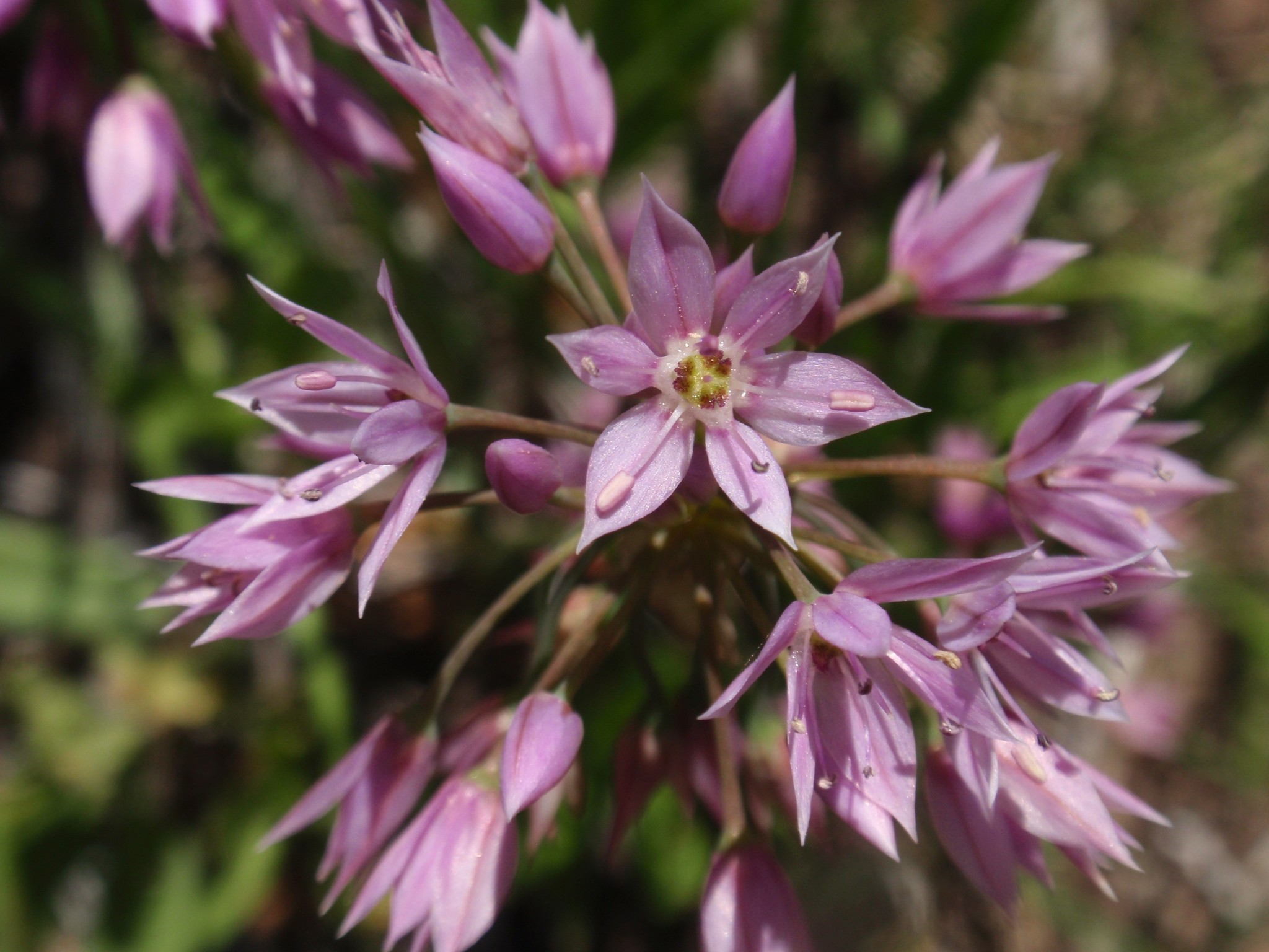 Allium bisceptrum