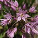 Allium bisceptrum - Photo (c) Tom Hilton, algunos derechos reservados (CC BY)
