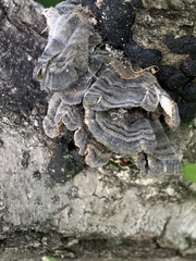 Trametes versicolor
