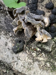 Trametes versicolor