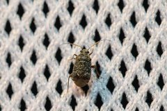 Charagochilus gyllenhalii