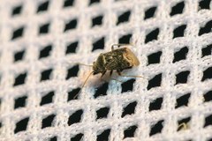Charagochilus gyllenhalii