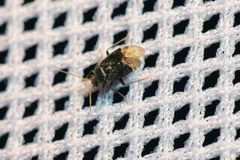 Charagochilus gyllenhalii