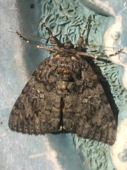 Catocala umbrosa