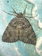 Catocala umbrosa