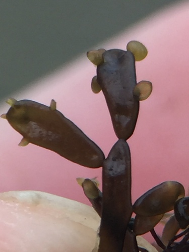 Catenella nipae observed 2024-06-02