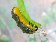 Podontia quatuordecimpunctata