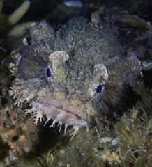 Batrachomoeus dubius