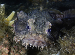 Batrachomoeus dubius
