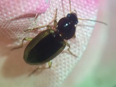 Agonum pallipes