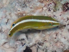 Three-Ribbon Rainbowfish photo 5