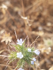 Navarretia tagetina