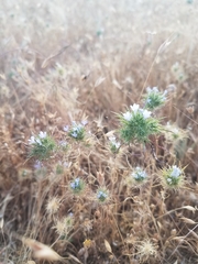 Navarretia tagetina