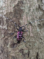 Anoplophora albopicta