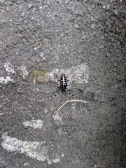 Anoplophora albopicta