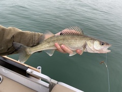 Walleye photo 3