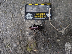 Anoplophora albopicta