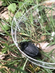 Silphinae