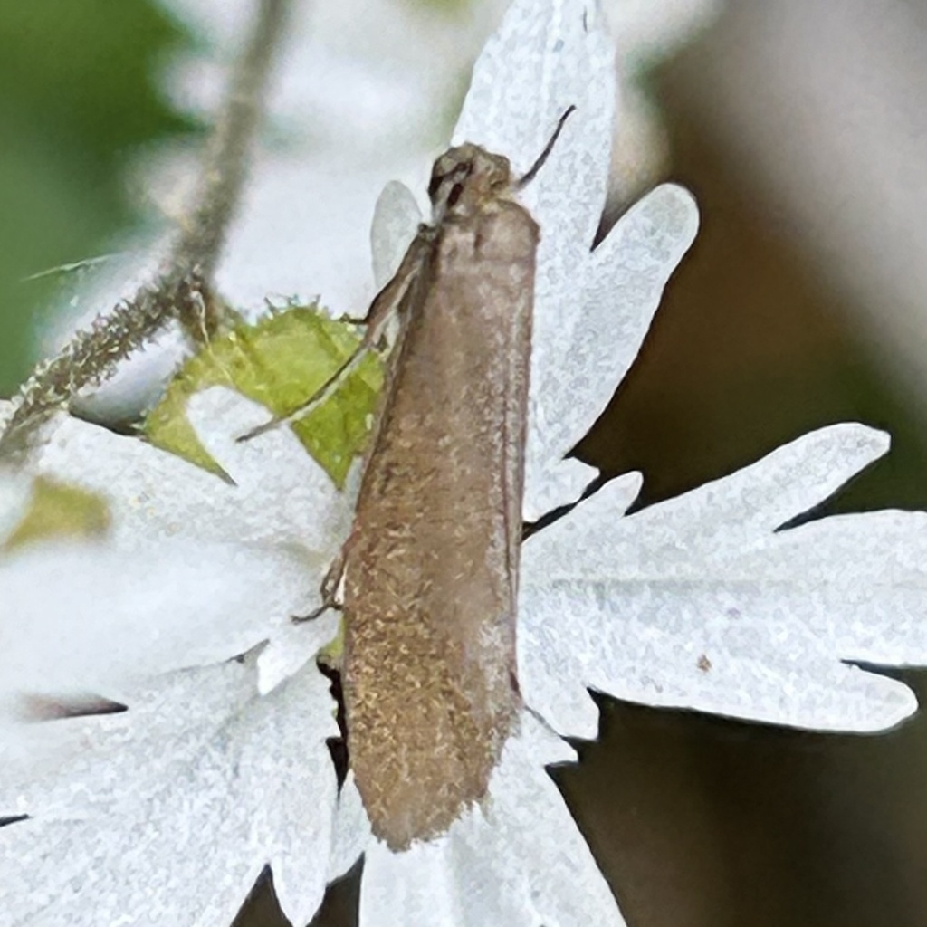 Greya politella