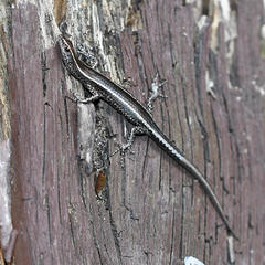 Cryptoblepharus pulcher pulcher