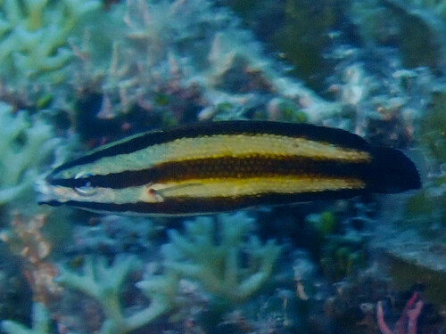 Labropsis micronesica observed 2024-05-11