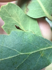 Andricus pedicellatus