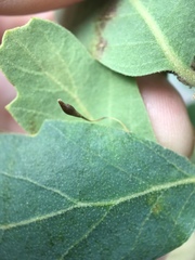 Andricus pedicellatus