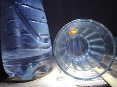 Podontia quatuordecimpunctata