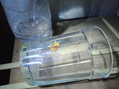 Podontia quatuordecimpunctata