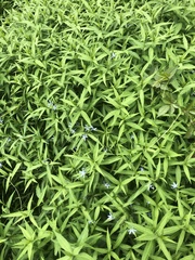 Amsonia tabernaemontana