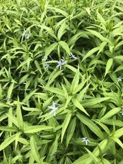 Amsonia tabernaemontana