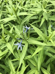 Amsonia tabernaemontana