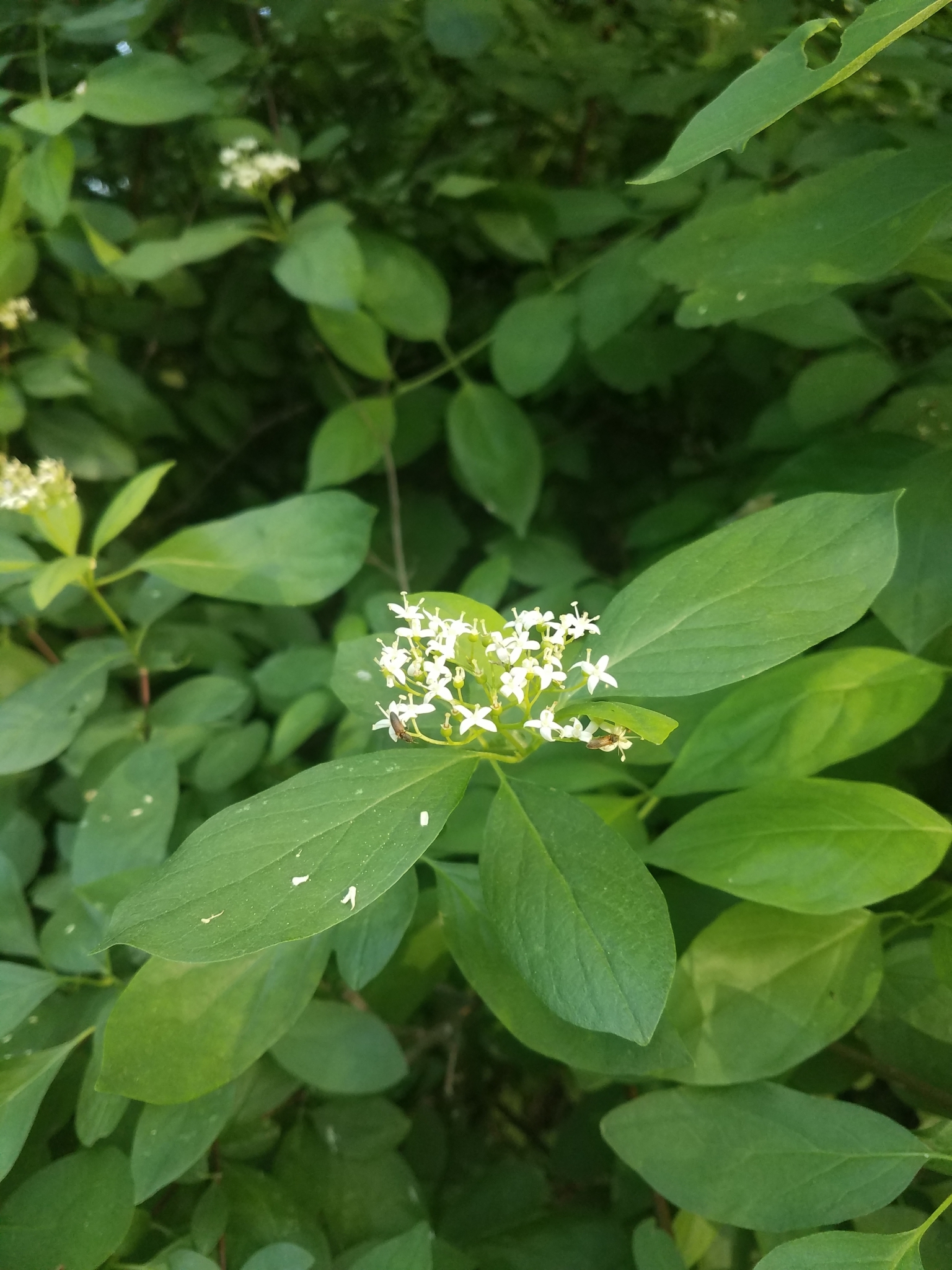 Cornus glabrata