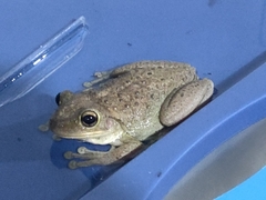 Osteopilus septentrionalis