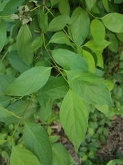 Cornus glabrata