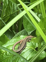 Takydromus tachydromoides