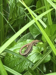 Takydromus tachydromoides