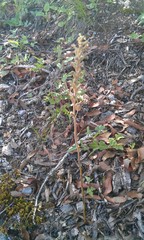 Sarcoglottis schaffneri