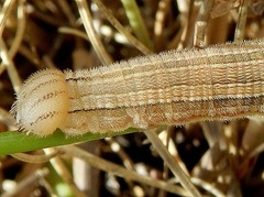 Hipparchia statilinus