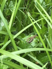 Takydromus tachydromoides