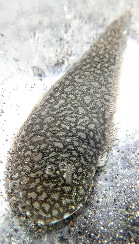 Spotted tonguesole (Paraplagusia guttata) — Cynoglossidae — 5