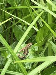 Takydromus tachydromoides