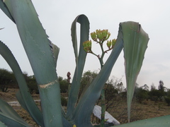 Agave mapisaga