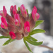 Red Kidney-Vetch - Photo (c) Felix Riegel, some rights reserved (CC BY-NC), uploaded by Felix Riegel