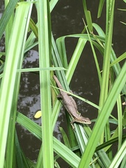 Takydromus tachydromoides