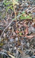 Sarcoglottis schaffneri