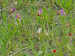 Ophrys heldreichii