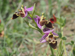 Ophrys heldreichii