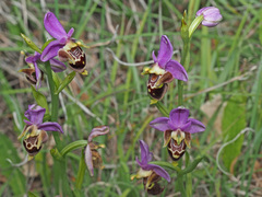 Ophrys heldreichii